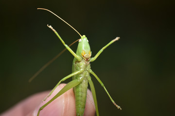 Green grasshopper in hand on a dark background. Close-up.