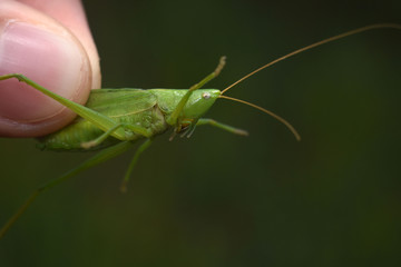 Green grasshopper in hand on a dark background. Close-up.