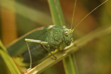 Fototapeta premium Green grasshopper in the grass. Close-up. Macro insects world.