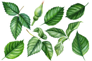 set of green leaves of rose and bud on an isolated white background, watercolor hand drawing, botanical painting