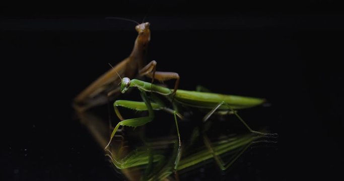 Macro shot of two brown and green European praying mantis on mirror surface isolated on black background with dramatic light. Communicate with each other. Diplomatic solution to the conflict