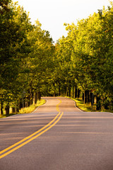 Curvy Tree Tunnel Road at Golden Hour Vertical