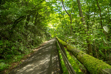 Obraz premium Japan Trekking