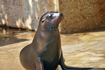 Fototapeta premium seal, shiny and wet on a stone surface