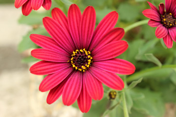 Red blooming rudbeckia flower