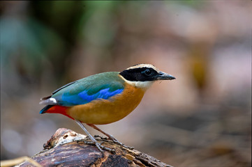 close up Pitta Bird