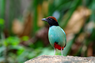 close up Pitta Bird