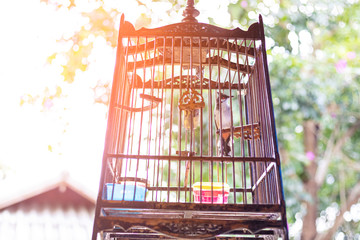 The small bird in a bird cage