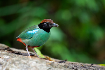 close up Pitta Bird