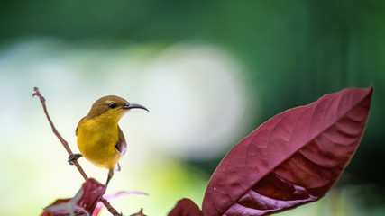 Yellow - bellied sunbird
