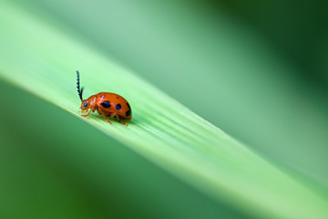 lady bug on leaf