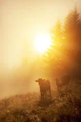 calves in the meadow in the early morning among the grass in sparkling dew and fog. Alpine meadows.
