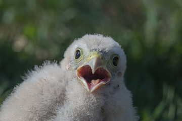 portrait of a hawk