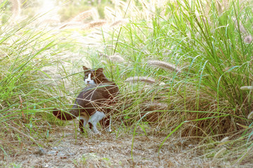 Cat walking in dense grass