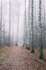 misty forest a foggy autumn day