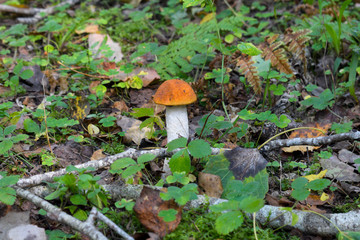 mushroom in forest