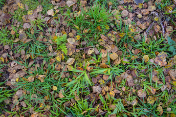Naklejka na ściany i meble Background green grass with autumn leaves