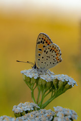 butterfly on flower