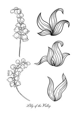 Lily of the valley, may-lily Element for design. Outline hand drawing vector illustration. In art nouveau style, vintage, old, retro style. In botanical style.