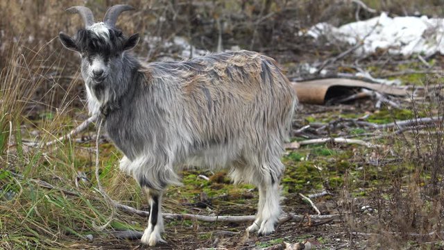 Funny escaped goat in a wild nature 