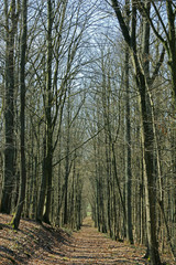 Laubwald im Frühling