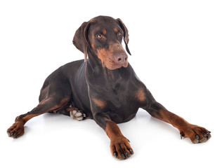 doberman pinscher in studio