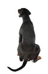 Obraz premium doberman pinscher in studio
