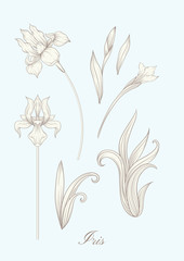 Iris flower, fleur-de-lis, flower-de-luce, flag. Element for design. In art nouveau style, vintage, old, retro style. In botanical style In vintage blue and beige colors..