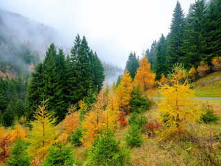 Foliage in autumn - Walk in the mountains