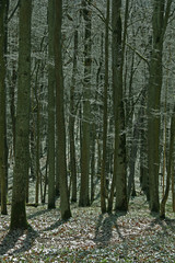 Laubwald im Frühling