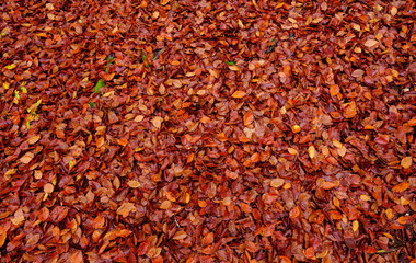 Autumn Leaves Red Carpet
