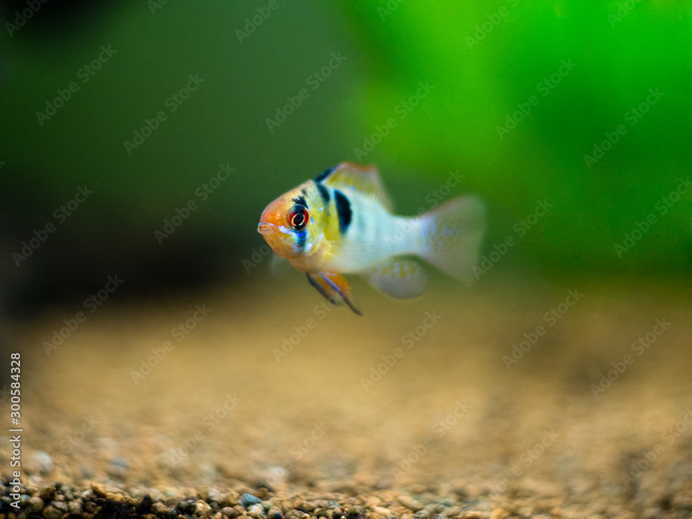 Wall mural ram cichlid (Mikrogeophagus ramirezi) in a fish tank