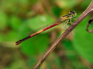 damselfly on leaf