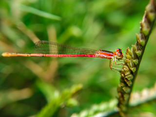 red damselfly on leaf