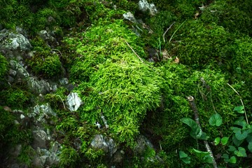 fresh moss in a rock