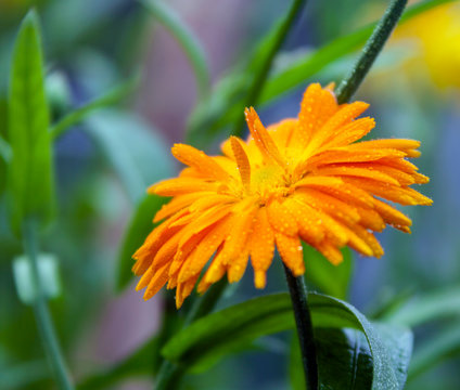 Marigold flower and leaves with drops of water in ambient light.