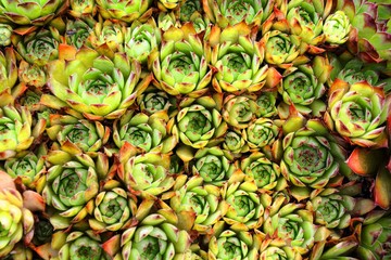 a pattern of sempervivum tectorum, a plant called common houseleek