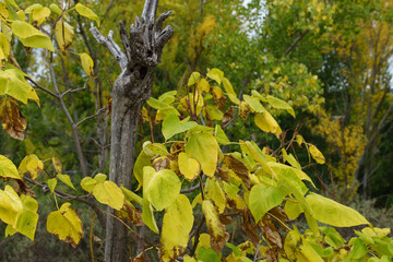 Fototapeta premium autumn;