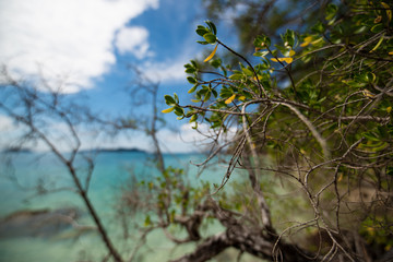A shrub bending over the water