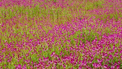 Beautiful purple feather cockscomb flowers blossom in the field. Feather cockscomb flower is know as Celosia, a small genus of edible and ornamental plants.