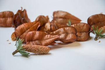 Beautiful brown tree pods and pine cones on white background, autumn decoration