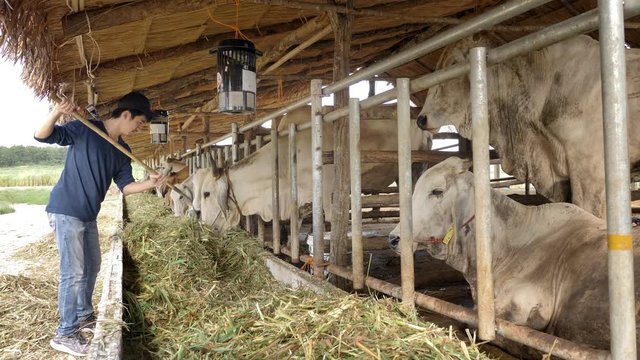 Young Asian Farmer working in farm, Livestock in family country ranch, People and animal husbandry concept