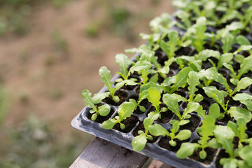 Green organic vegetables in the garden