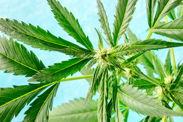 Cannabis buds in the early flowering stage on a blue background, with vibrant green marijuana leaves