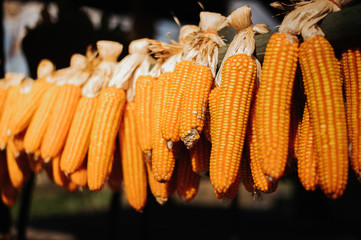 Dry corn hanging in the barn