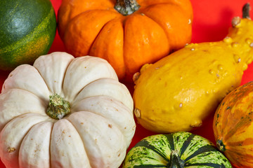 Colorful pumpkins on a red background