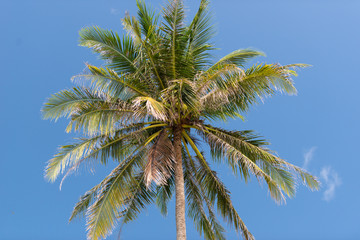 Coconut palm tree against the blue sky