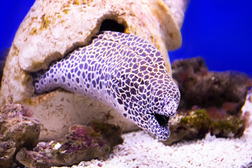 Landscape of blue green underwater world, beautiful nature scene.