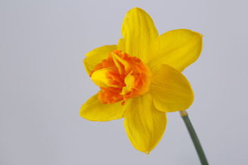 Bright yellow-orange daffodil flower isolated on gray background.