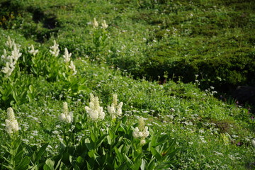 高山植物　コバイケイソウ